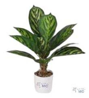 PLANTA ARTIFICIAL ZJ-24049 CATALEA VERDE 46cm. (PFW)